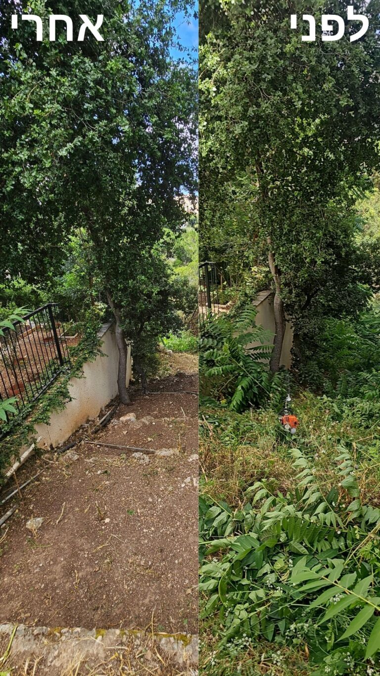 ניקיון חצר וגיזום צמחייה בחצר אחורית של בית בשכונת שמשון בחיפה