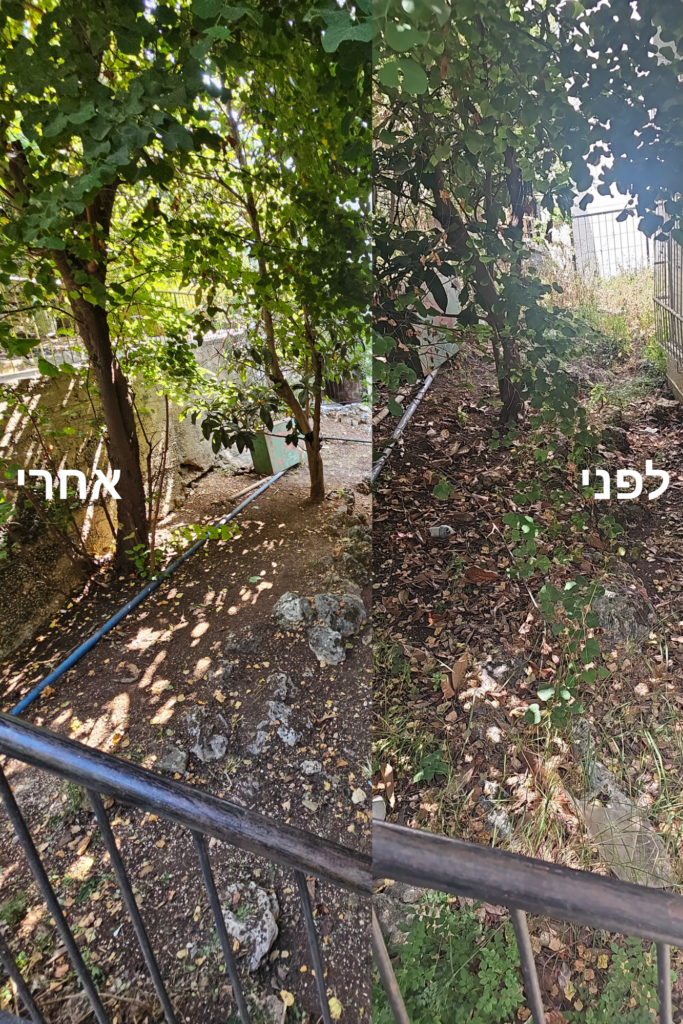 חצר אחורית בחיפה לפני ואחרי ניקוי עשבייה, גיזום וסידור הגינה