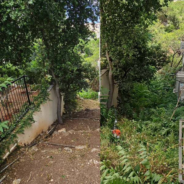 ניקיון חצר וגיזום צמחייה בחצר אחורית של בית בשכונת שמשון בחיפה